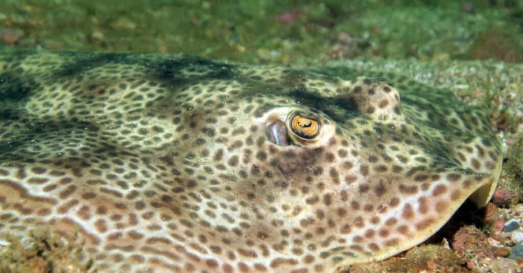 Largest Stingray - Round stringray