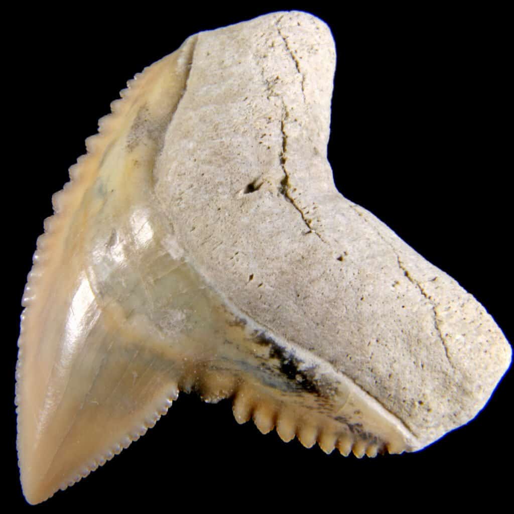 Tiger shark teeth - tiger shark tooth isolated