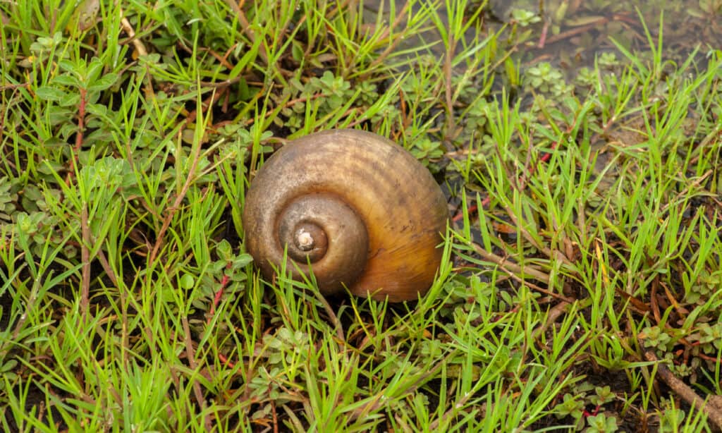 Apple snail in lake Asia