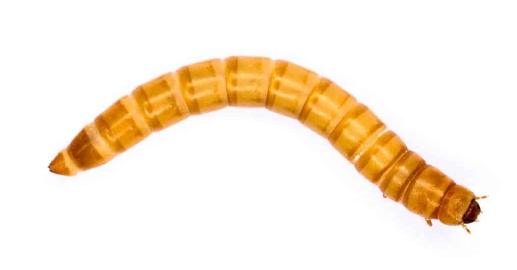 What do mealworms eat - a mealworm on a white background