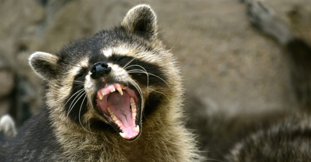 Raccoon Teeth - Raccoon Showing Full Teeth