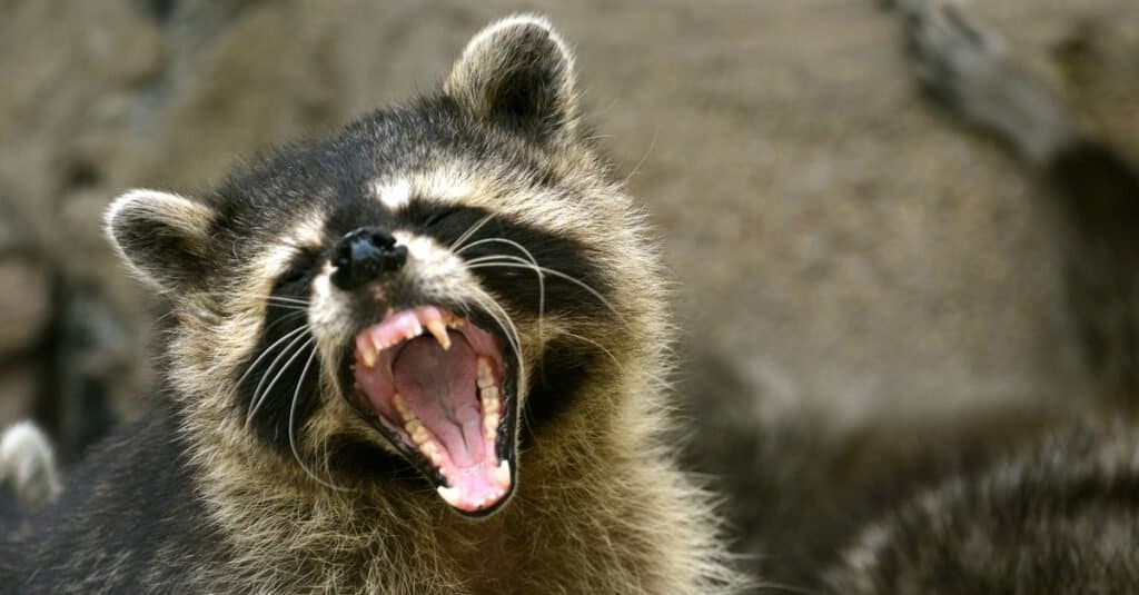 raccoon attack cat