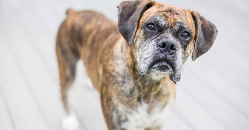 Oldest Box Dog - A Portrait of an Old Boxer