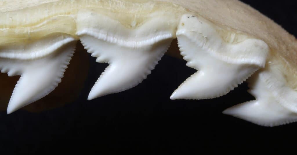 Tiger Shark Teeth - Zoom of Tiger Shark Teeth