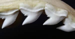 Tiger Shark Teeth: Everything You Need to Know Picture