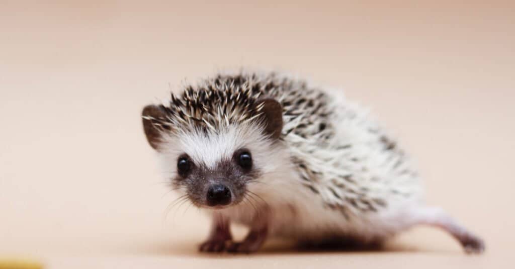 baby-hedgehog-closeup