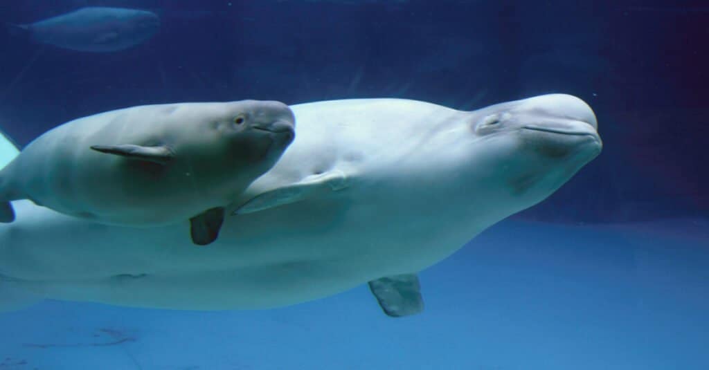 Narwhal Baby - A picture of a Beluga Whale Baby