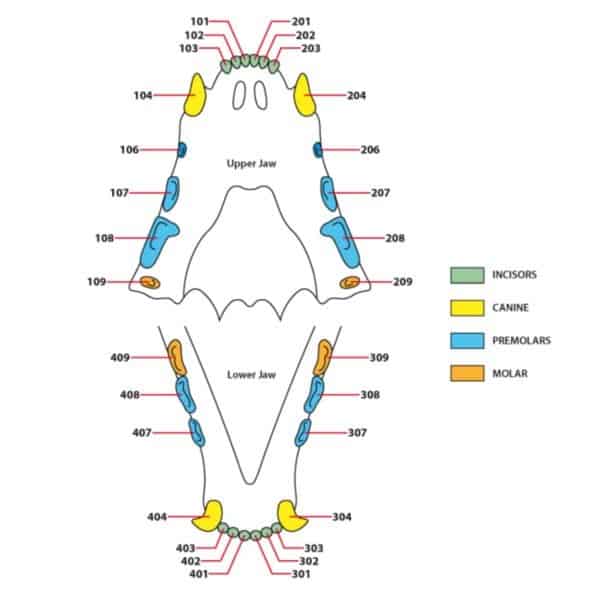 Cat Teeth: Everything You Need To Know - A-Z Animals