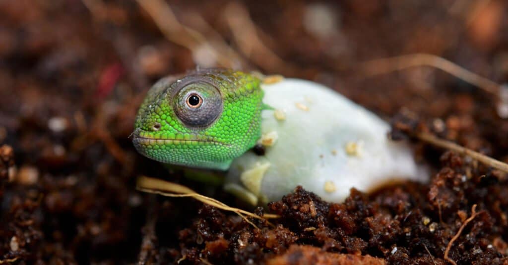baby chameleon hatching