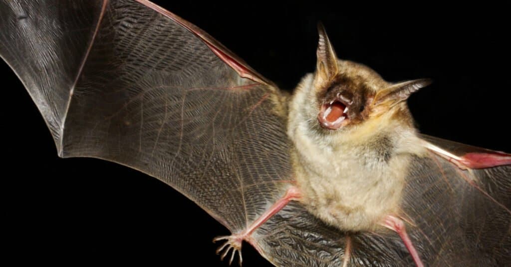 Bat Teeth - ค้างคาวหูหนูที่ยิ่งใหญ่กว่า