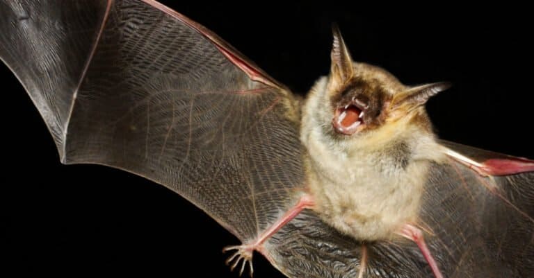 Bat Teeth - Greater mouse-eared bat