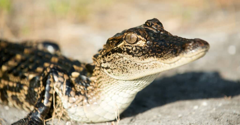 baby alligator portrait