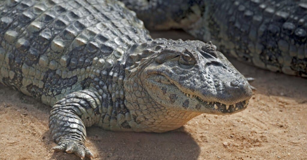 caiman vs crocodile