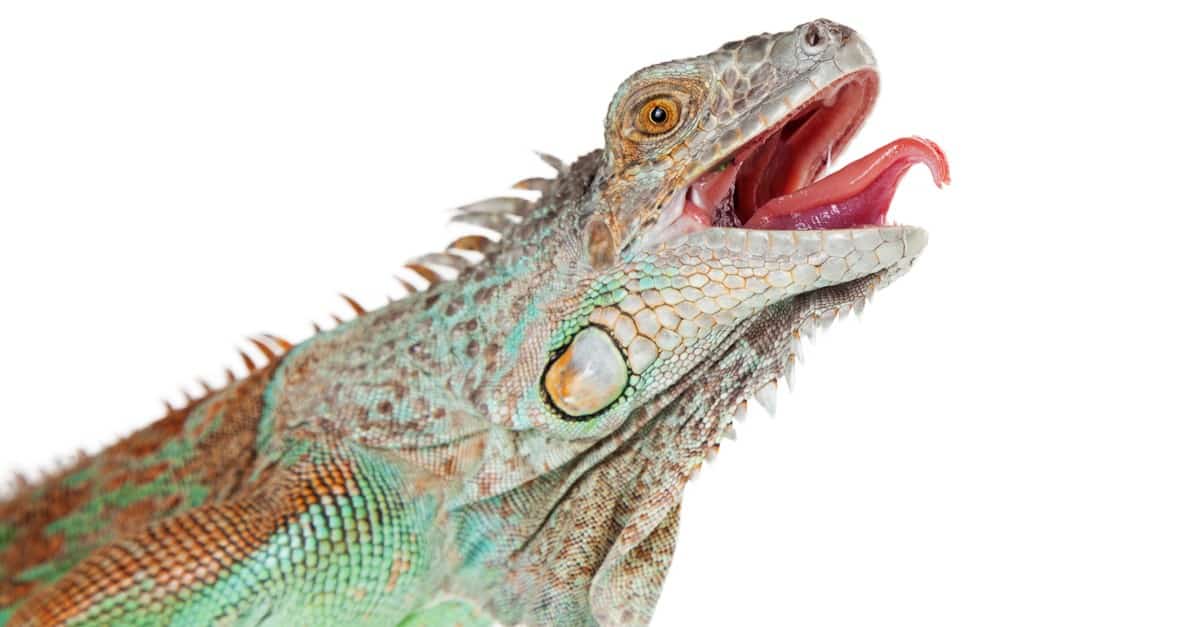 green-iguana-mouth-open-white-background