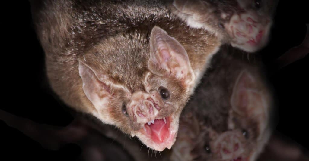 Bat Teeth - Vampire Bat
