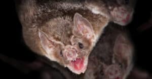 10 Incredible Vampire Bat Facts Picture