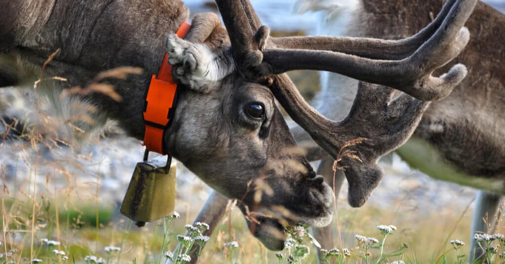 What Do Reindeer Eat - Reindeer Grazing