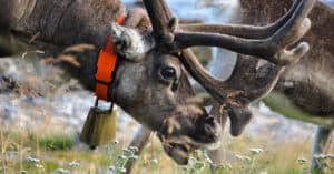 What Do Reindeer Eat? 7 Important Foods for Their Diet Picture