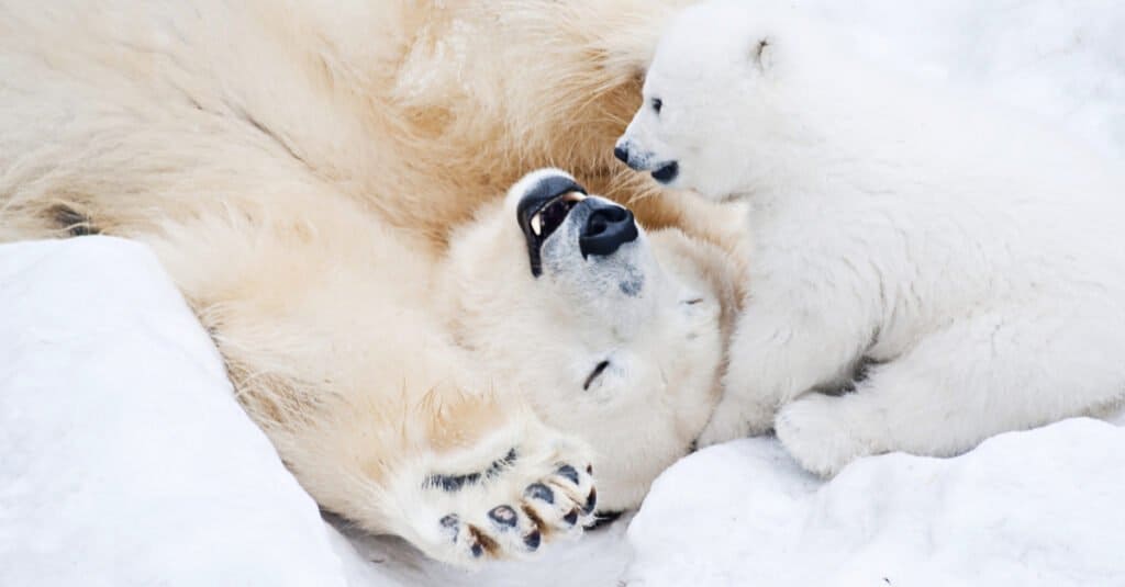 Baby Polar Bear - Polar Bear with Mom