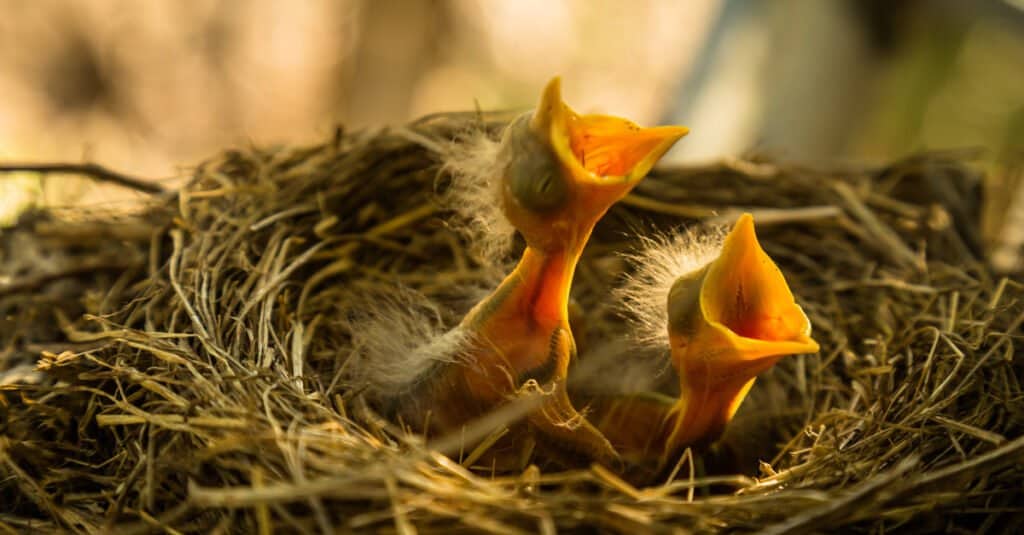 hungry baby robin hatchlings