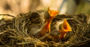 What’s a Baby Robin Called + 4 More Amazing Facts! Picture