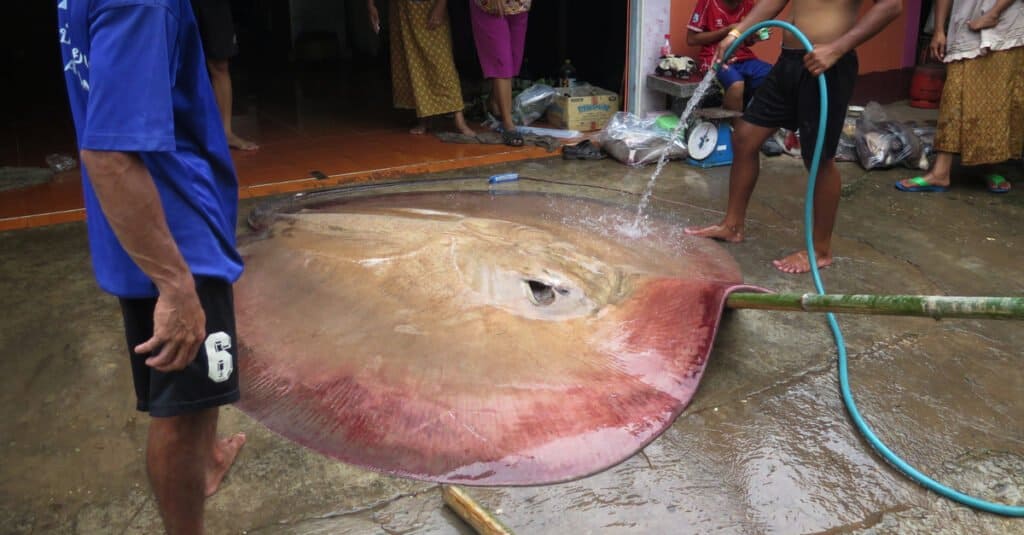 giant freshwater stingray barb