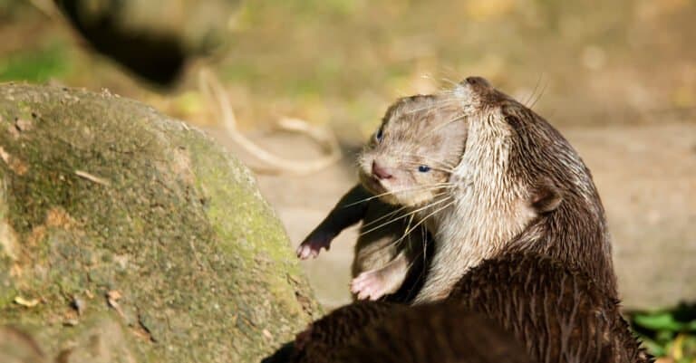 Baby Otter - mom holding hotter