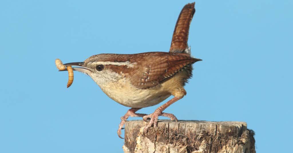 What Wrens Eat - Carolina Wrens