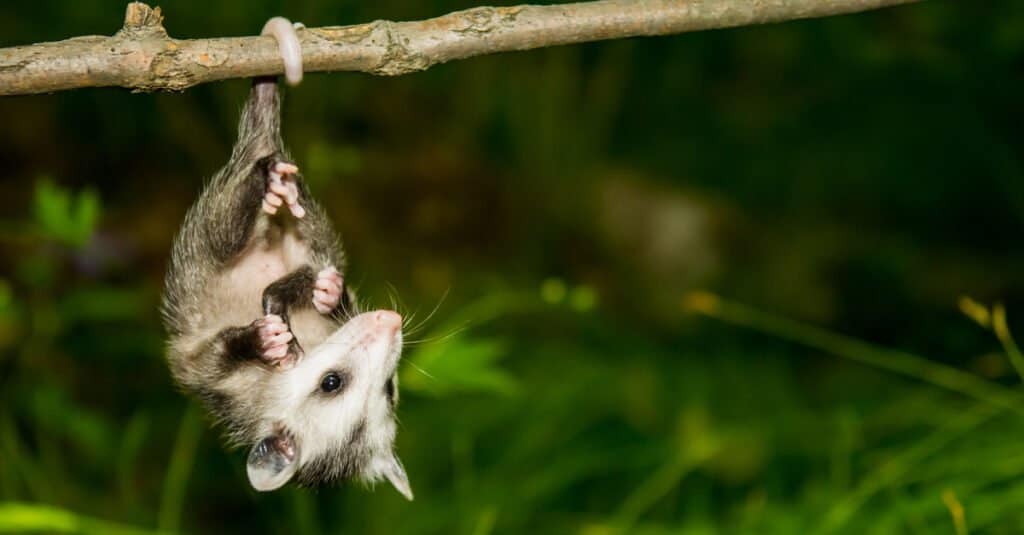 possum baby hanging out