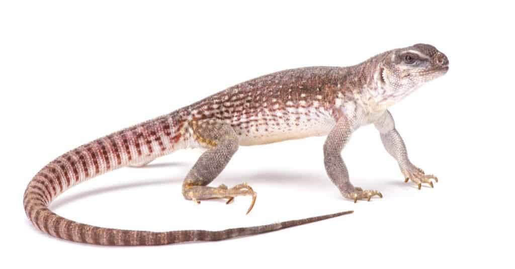 desert-iguana-on-white-background