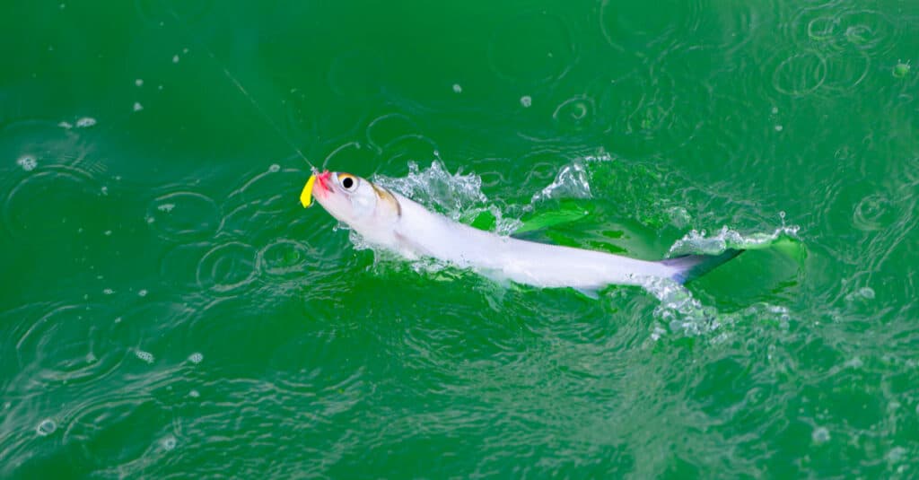 Cá Bọ Rùa Ăn Gì - Ladyfish on LIne