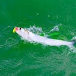 Ladyfish