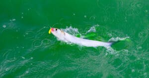 What Do Ladyfish Eat - Ladyfish on LIne