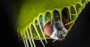 Discover the Largest Carnivorous Plant Species Picture