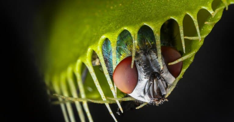 What do plants eat - carnivorous plant