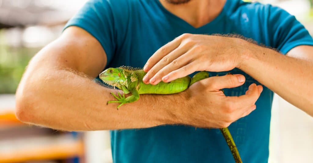 A man with an Iguana in hand. 