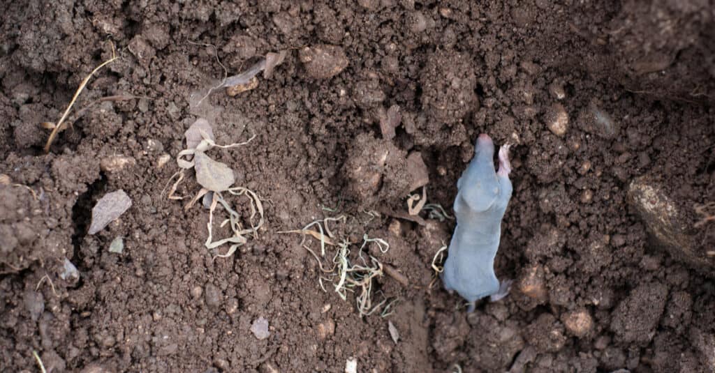 Baby Mole - Pup