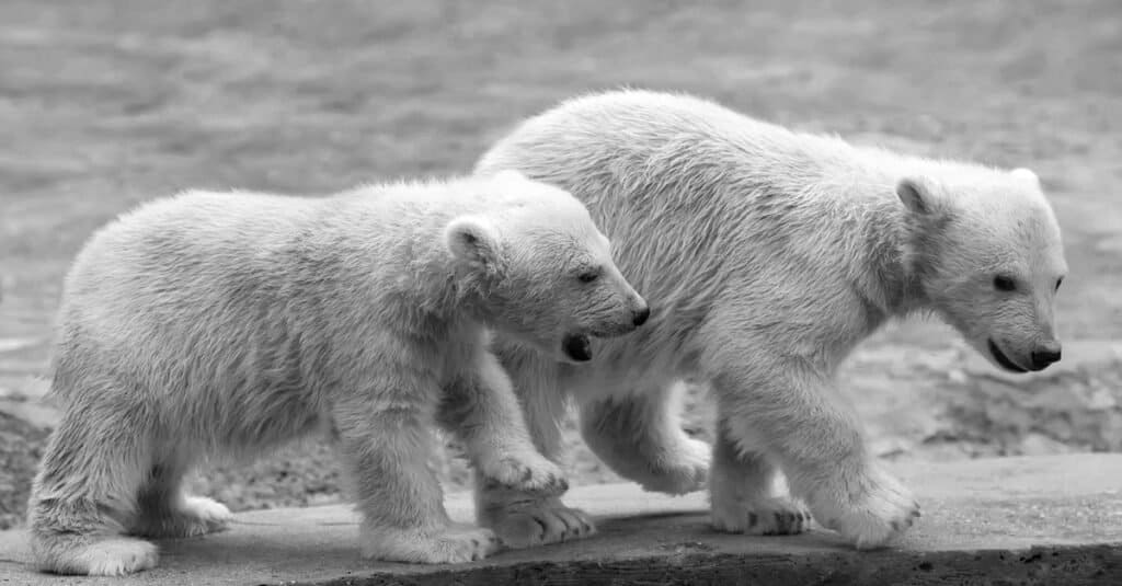 What is the name of the little polar bear - siblings