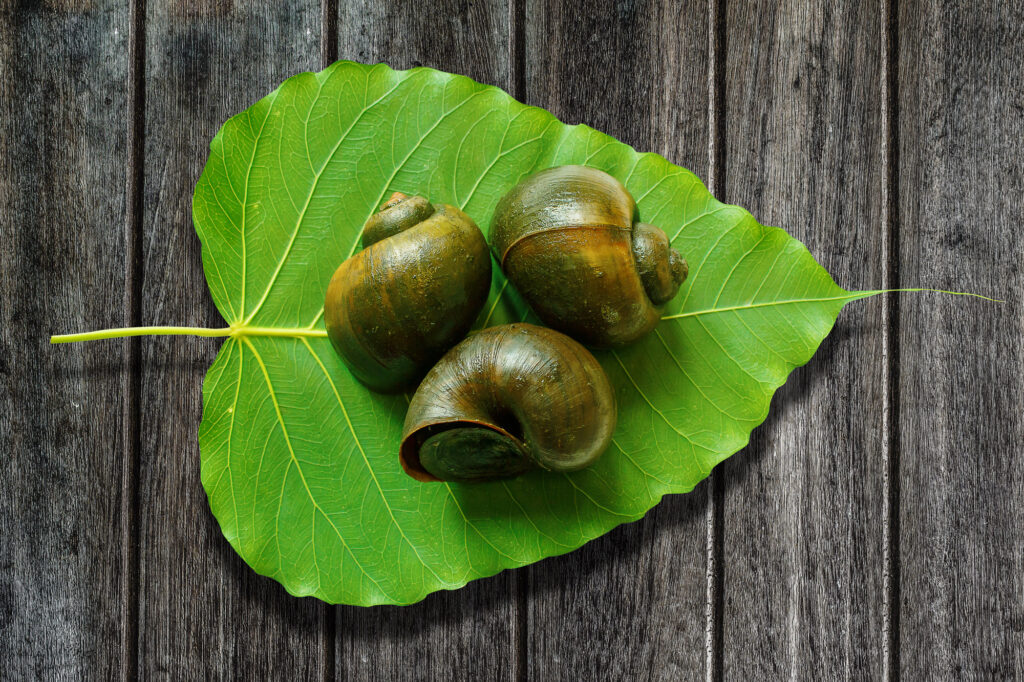 apple snail on leaf