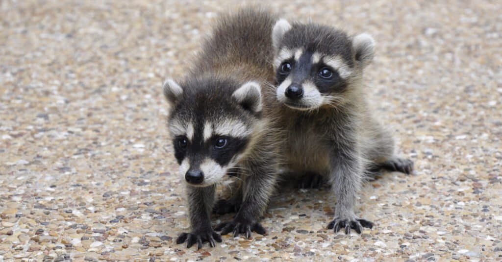 baby raccoon siblings