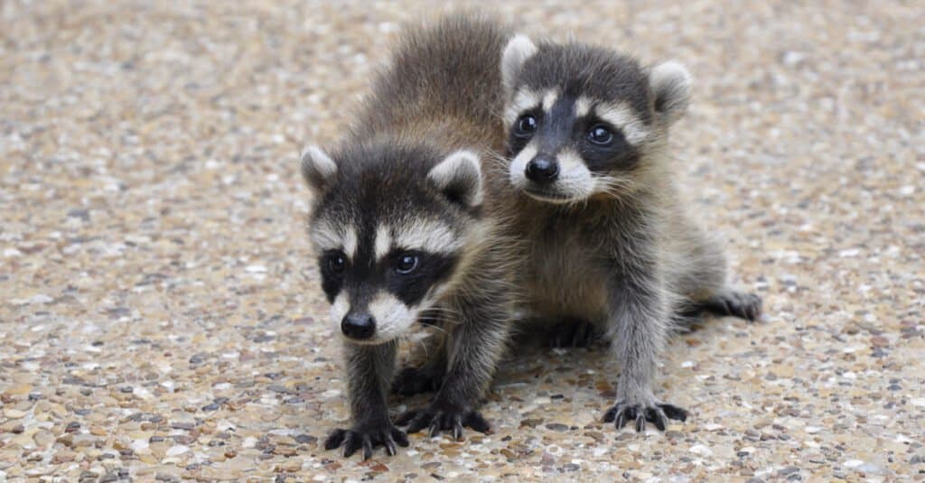 newborn baby raccoons