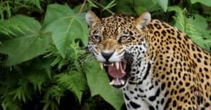 Watch this Jaguar Leap 25 Feet from a Tree to Hunt an Alligator Picture