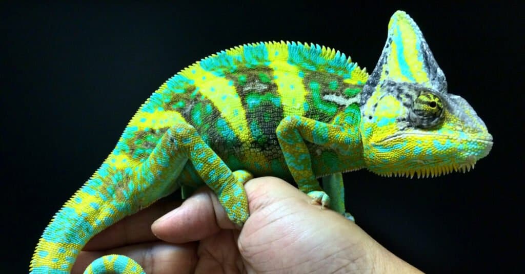 What do small lizards eat - pet chameleon