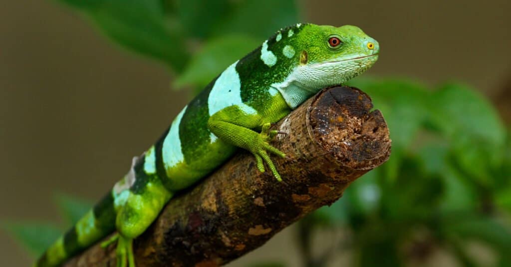 Most colorful iguanas - Fiji Banded Iguana