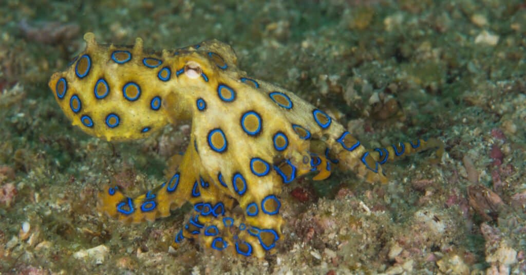 baby octopus closeup