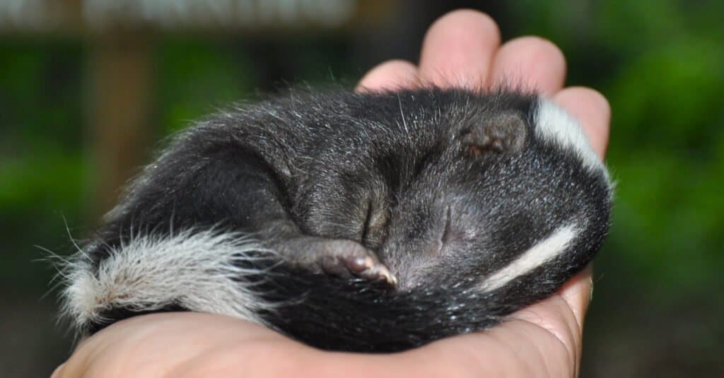 Baby skunk - skunk in hand