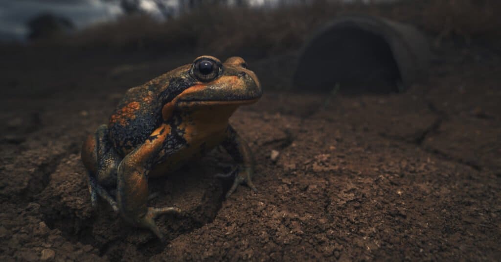 Largest Bullfrog - Giant Banjo Frog