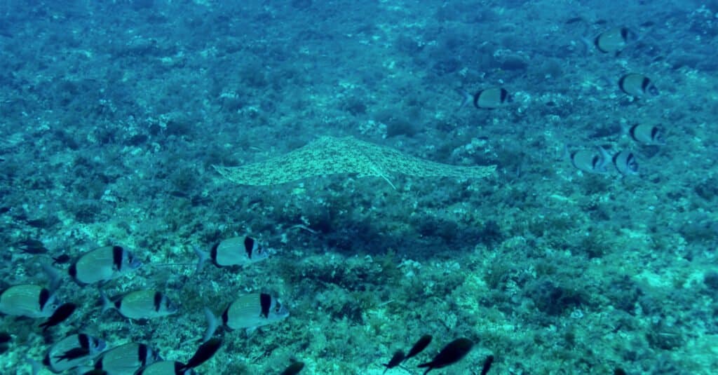 Largest Stingrays - Butterfly Ray