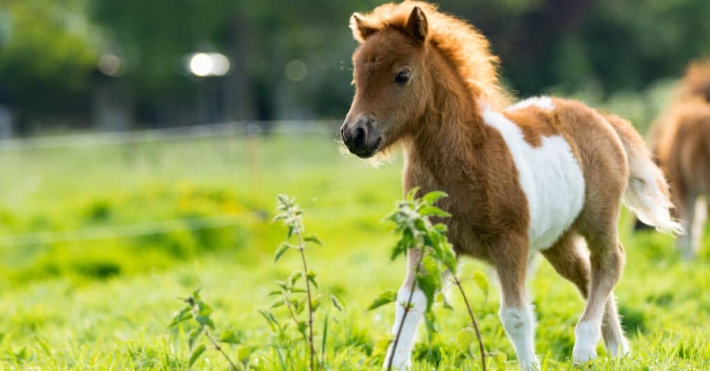 Baby horse - foal in field