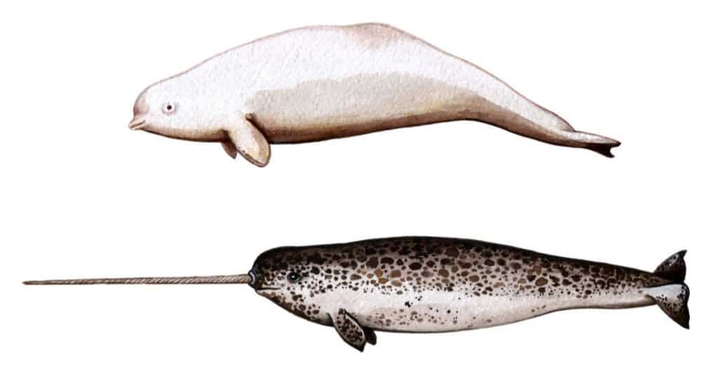 Baby Narwhal - Narwhal and Beluga Side by Side